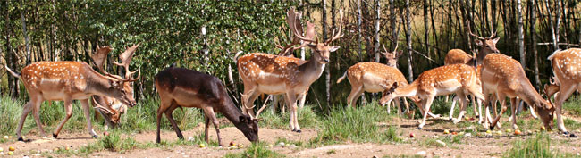 Fallow deer farm